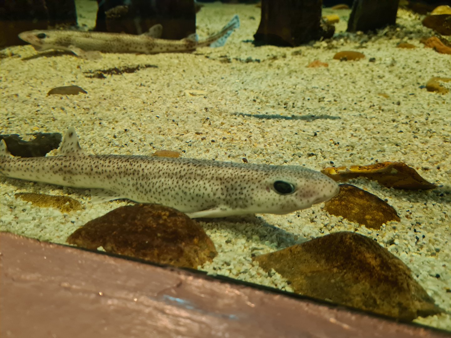 Wadden tank - Young Small-spotted catshark