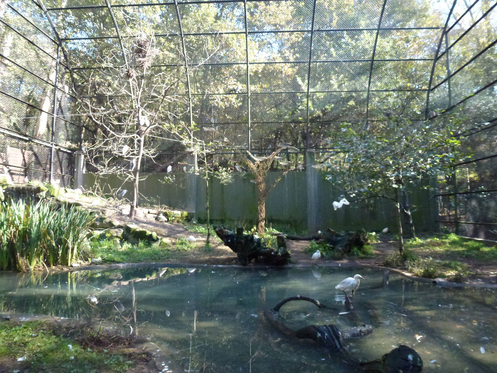 Wader aviary, November 2013.