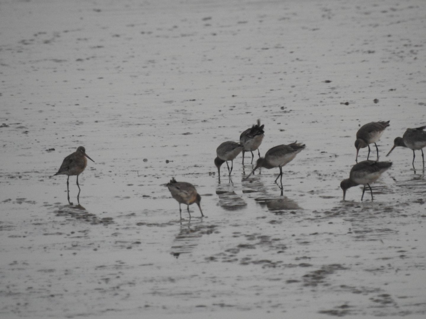 Wader ID - Norfolk Broads Oct 17