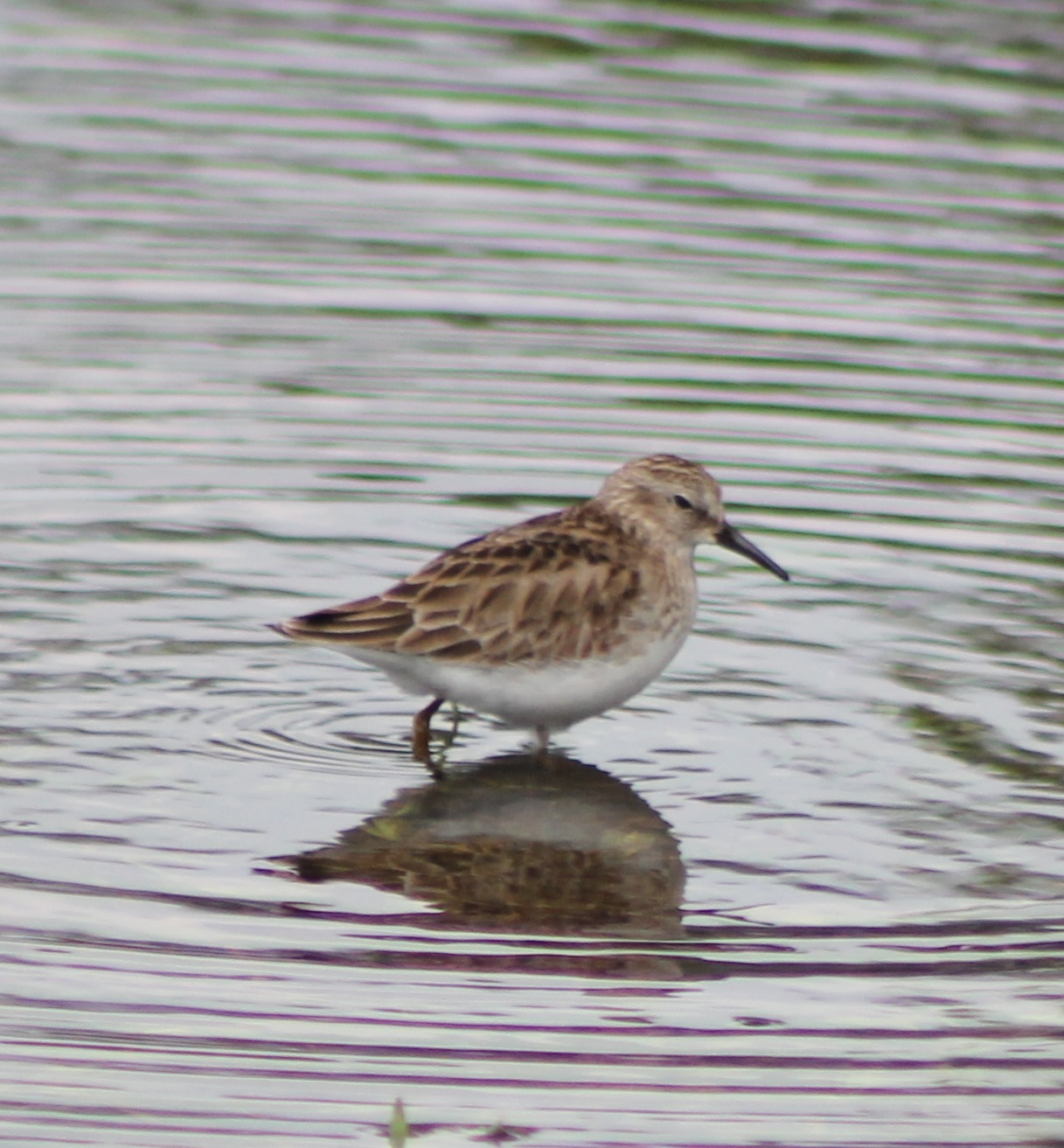 Wader ID