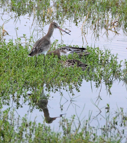 Wader  ID?