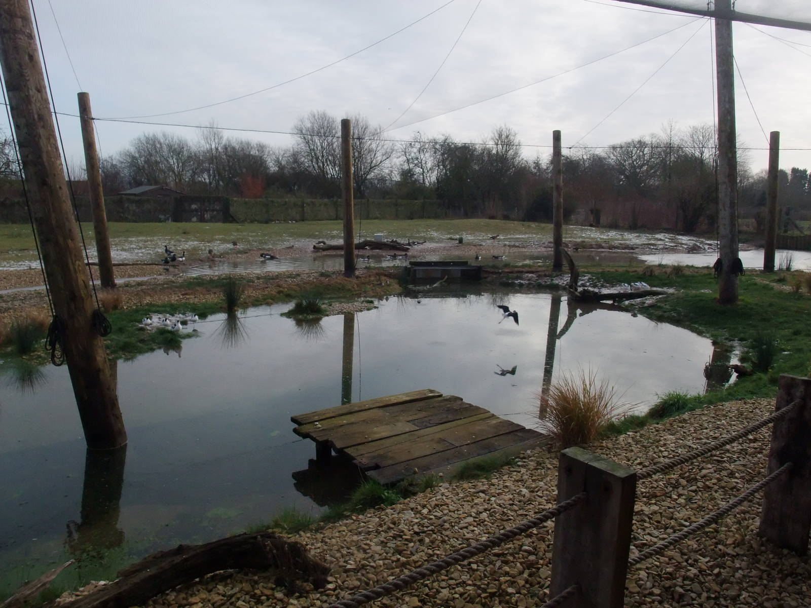 Wader Shore at Slimbridge, 05/02/12