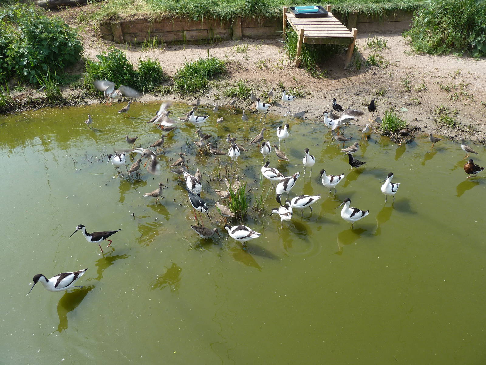 Waders at feeding time