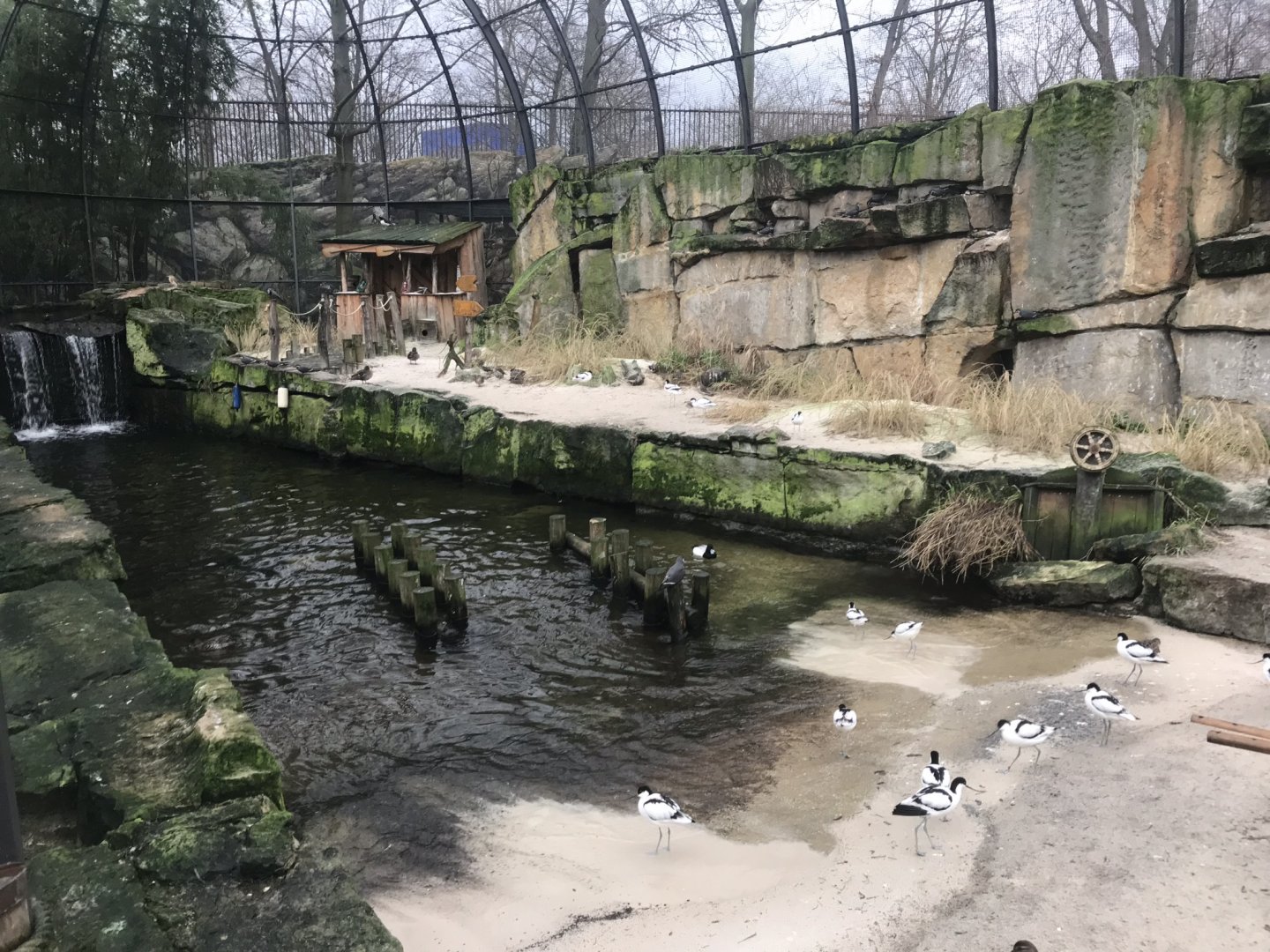 Waders Aviary 290118