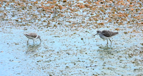 Waders  ID?