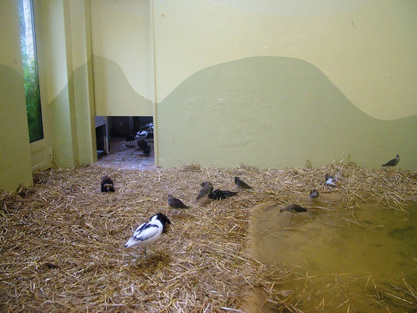Waders' Indoor Exhibit at Rheine, 03/06/12