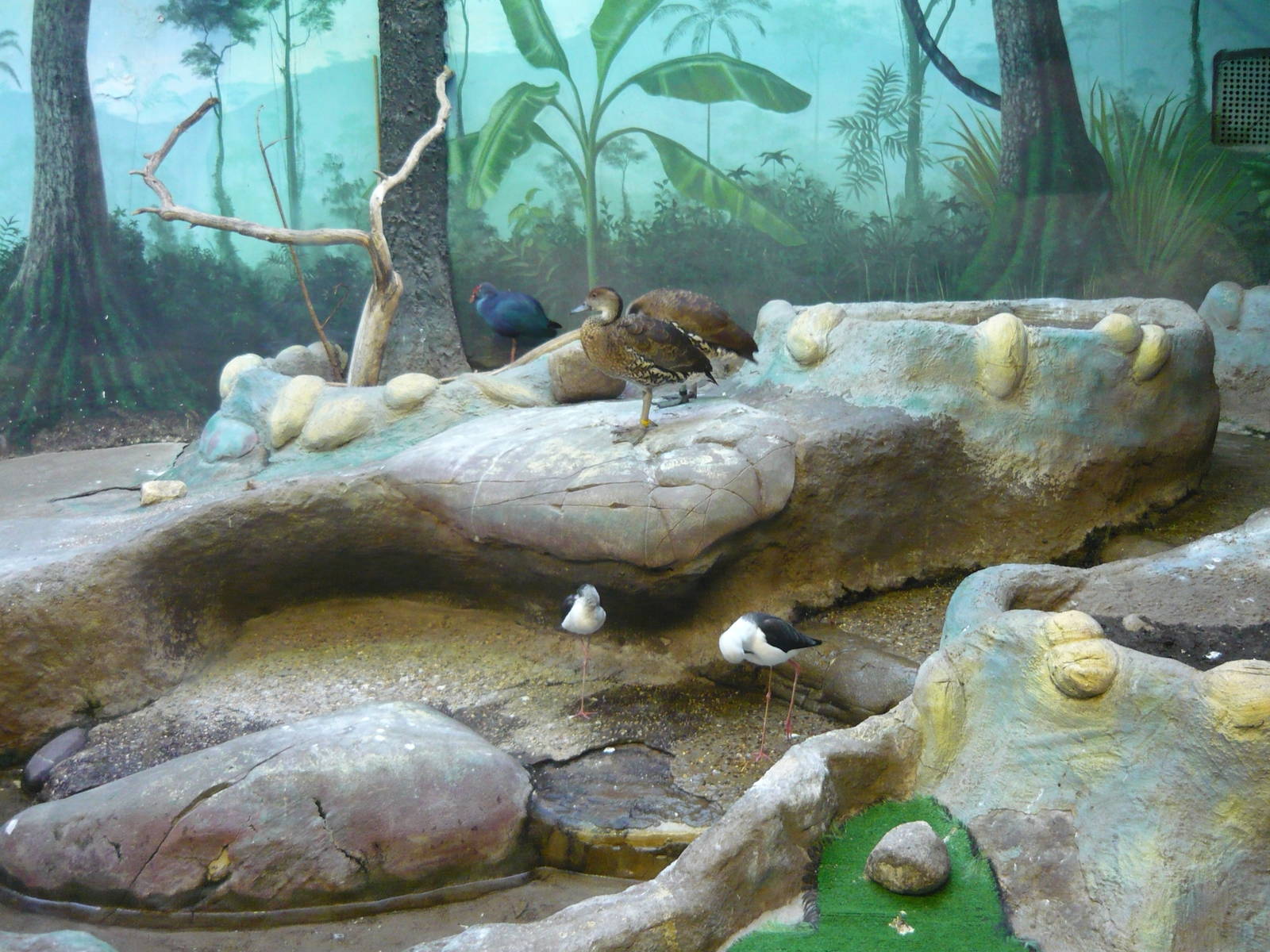 Wading and water birds enclosure