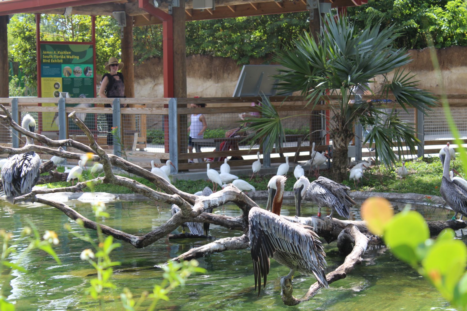 Wading Bird Habitat - Florida: Misson Everglades