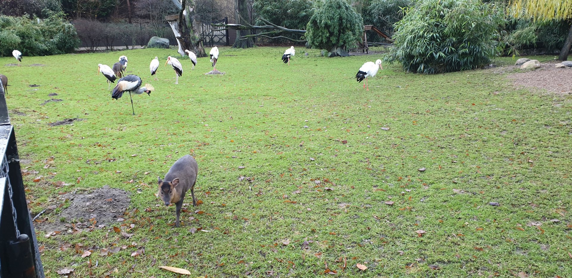 Wading-bird - Muntjac enclosure