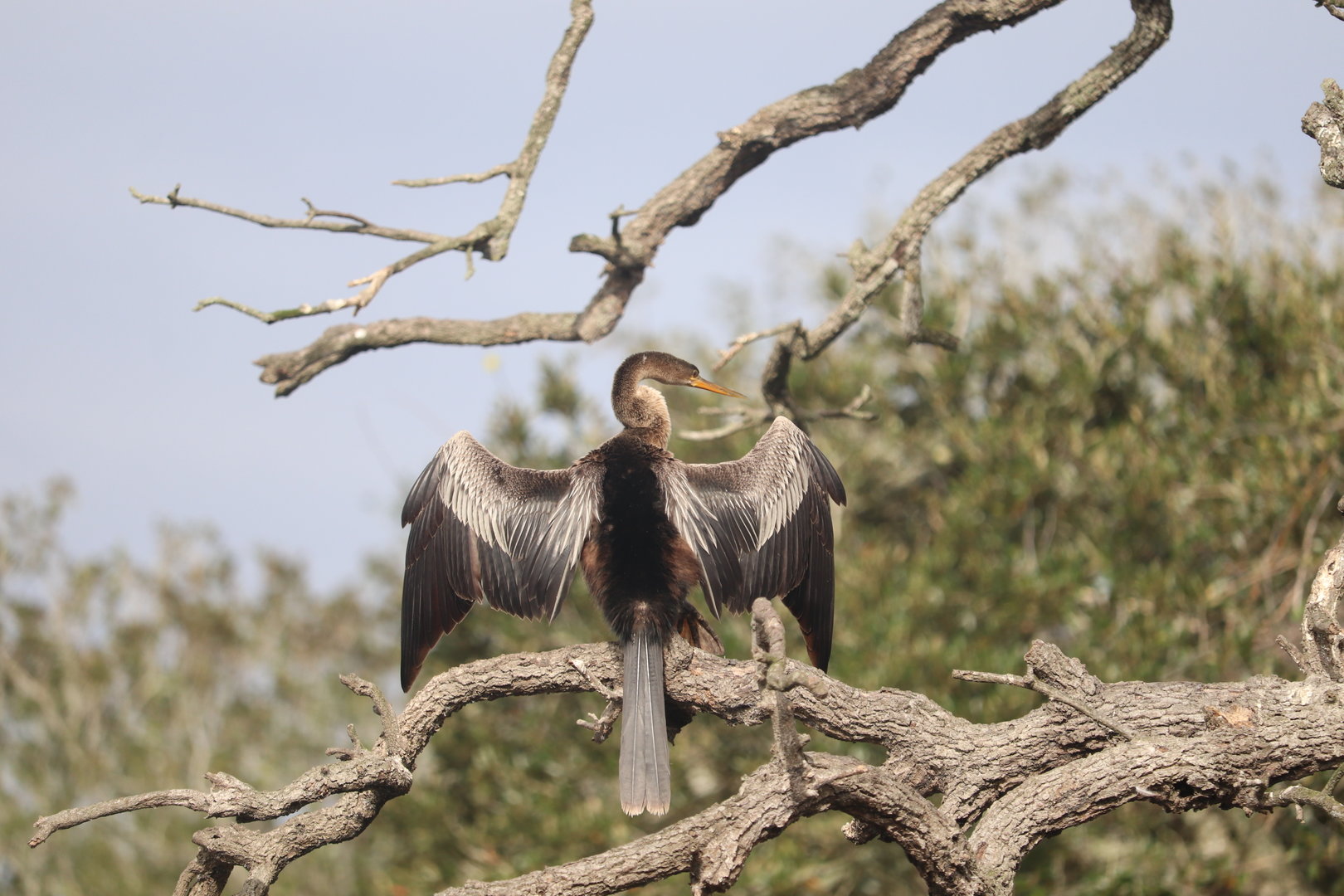 Wading Bird Rookery - Anhinga