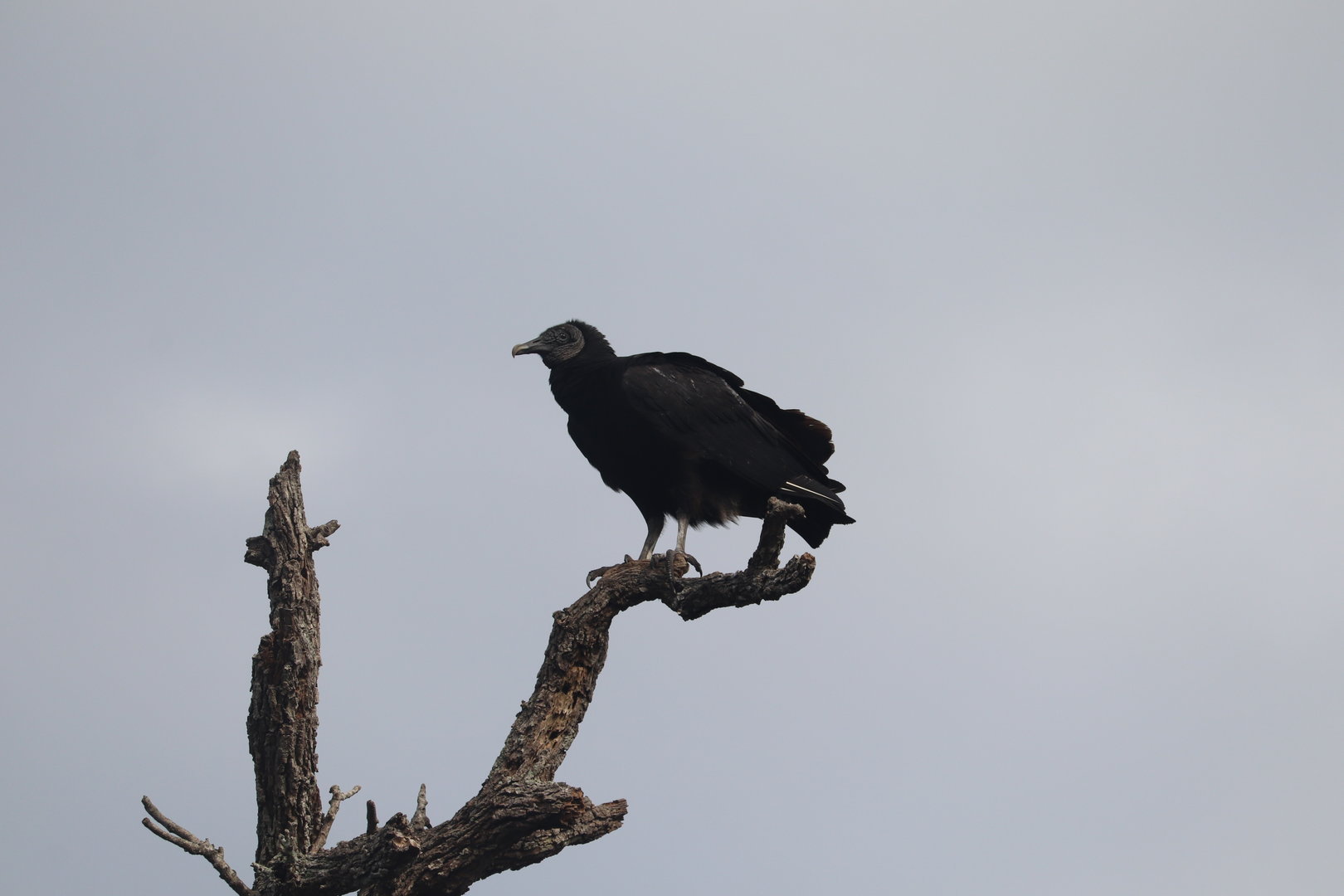 Wading Bird Rookery - Black Vulture