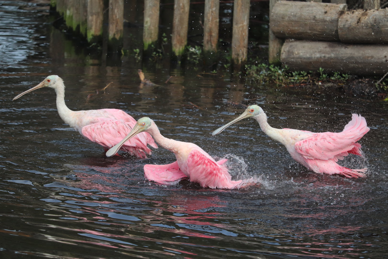 Wading Bird Rookery - Roseate Spoonbills