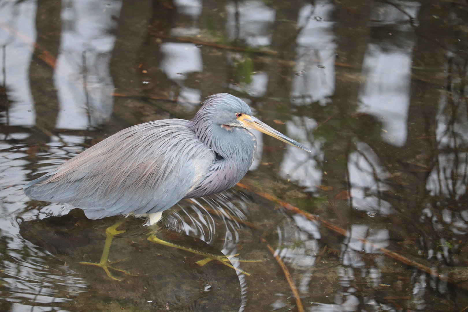 Wading Bird Rookery - Tricolored Heron