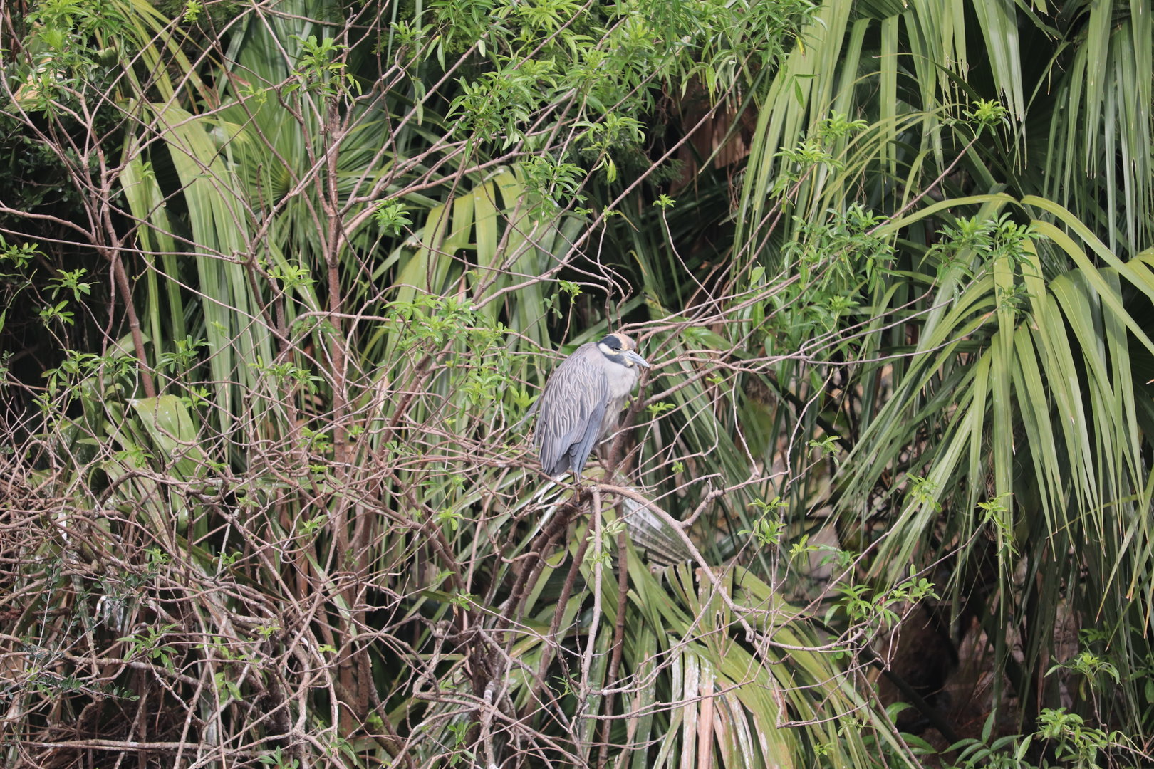 Wading Bird Rookery - Yellow-Crowned Night Heron