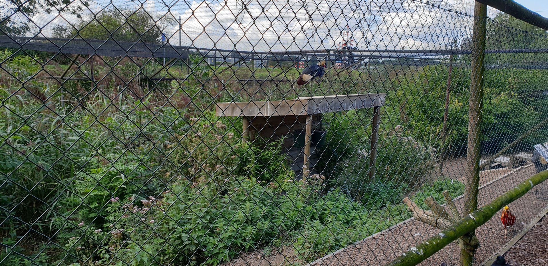 Wading bird - (water) fowl aviary