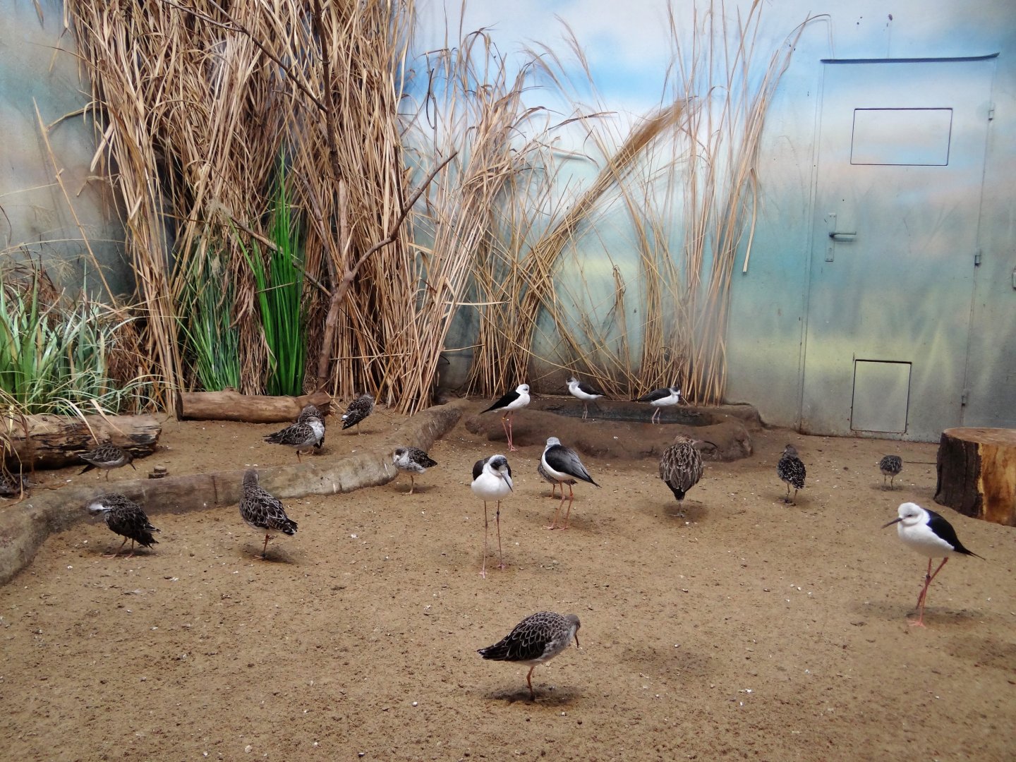 Wading birds aviary