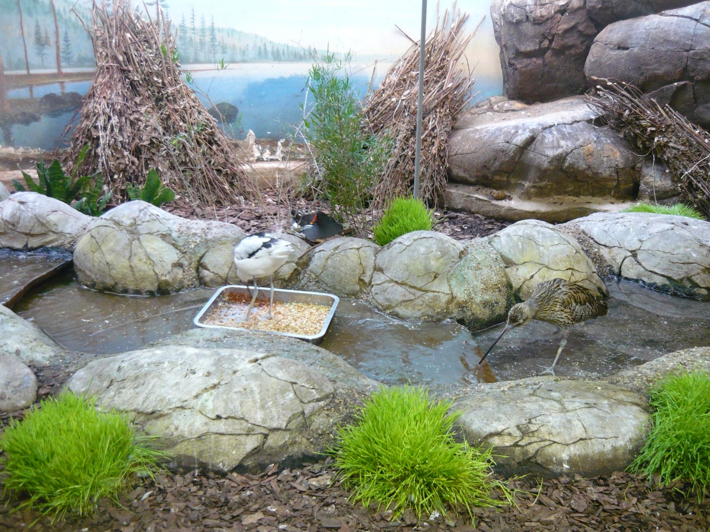 Wading birds enclosure