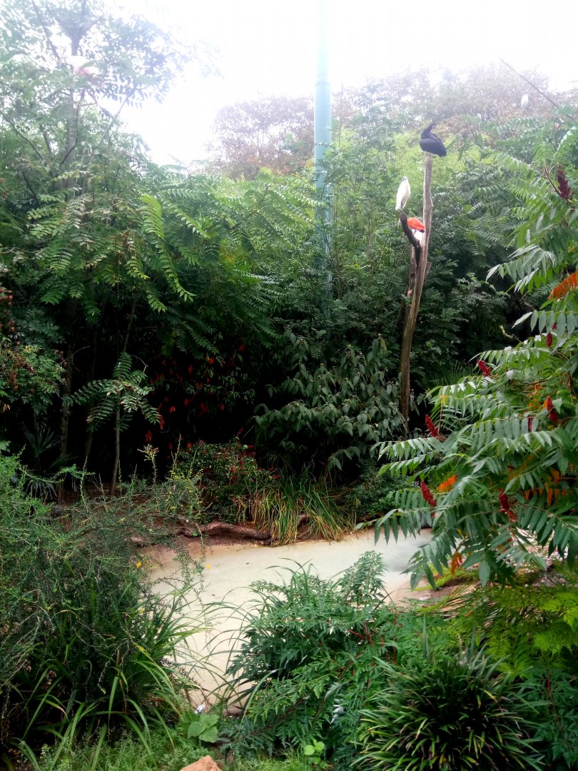 Wading Birds Walkthrough Aviary