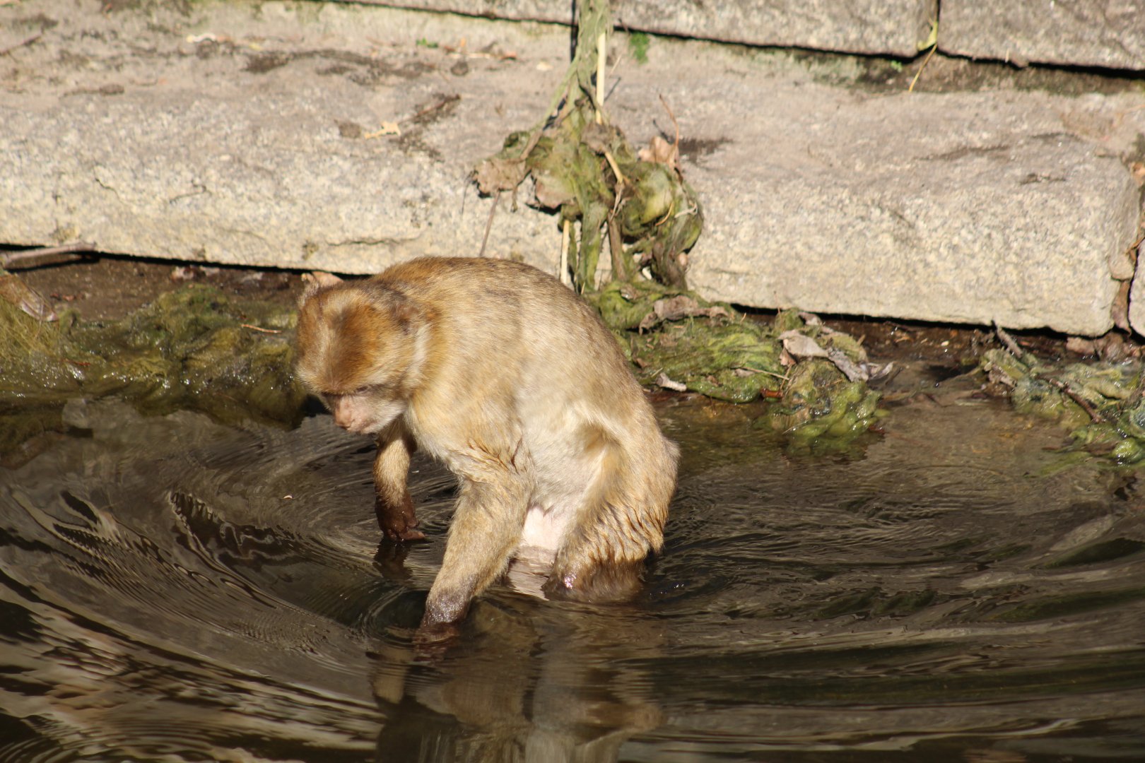 Wading Macaque