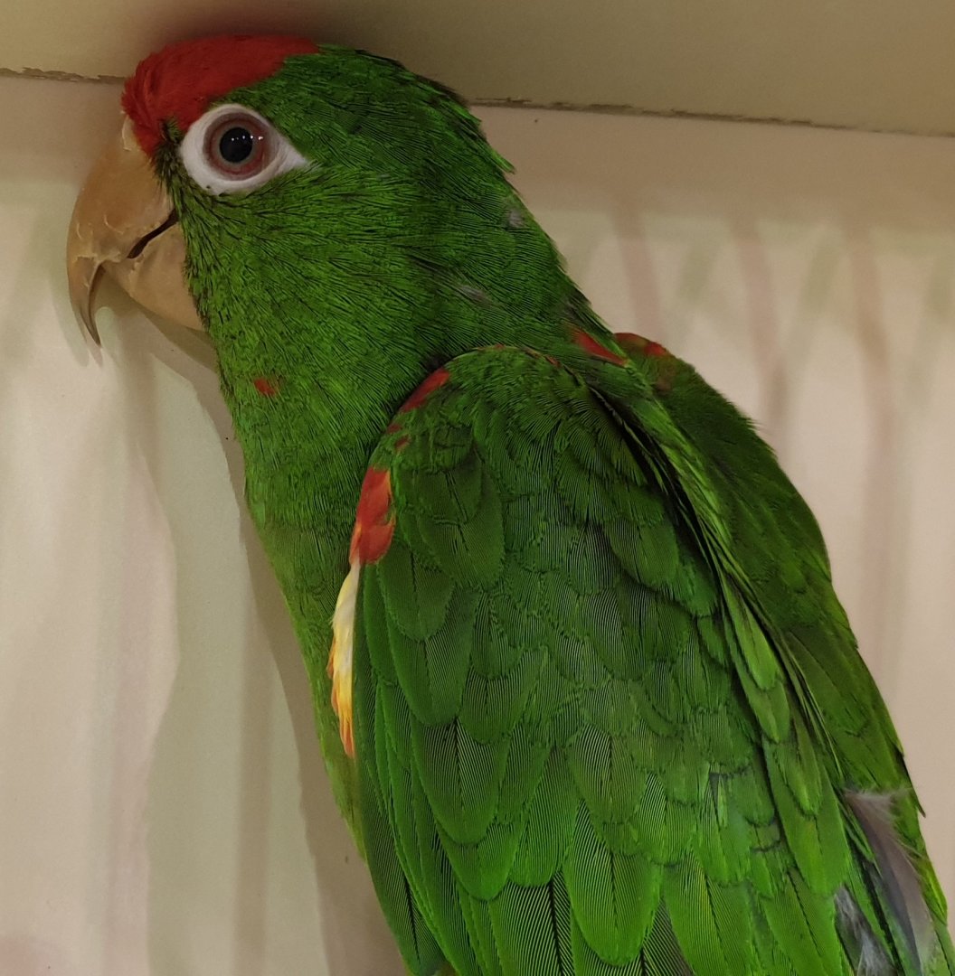 Wagler's aratinga - Aratinga frontata wagleri