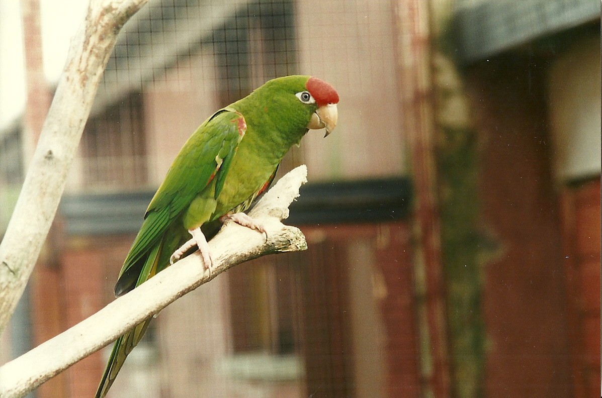 Wagler's Conure 4th March 1995