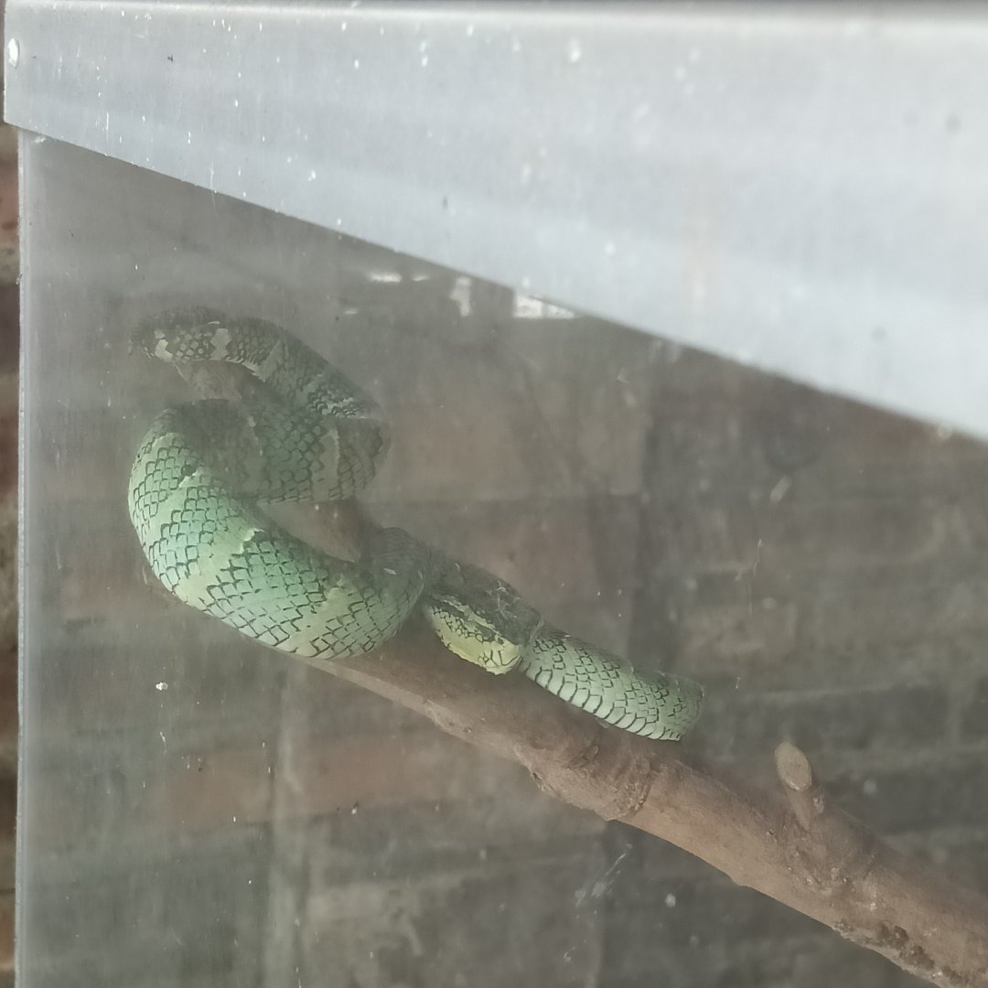 Wagler's palm pit viper (Tropidolaemus wagleri) - Sato Loka Resto & Conservation Park