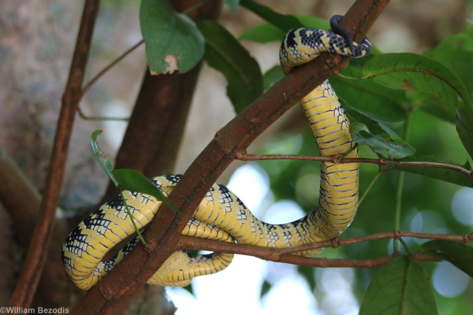 Wagler's Pit Viper - Bukit Timah