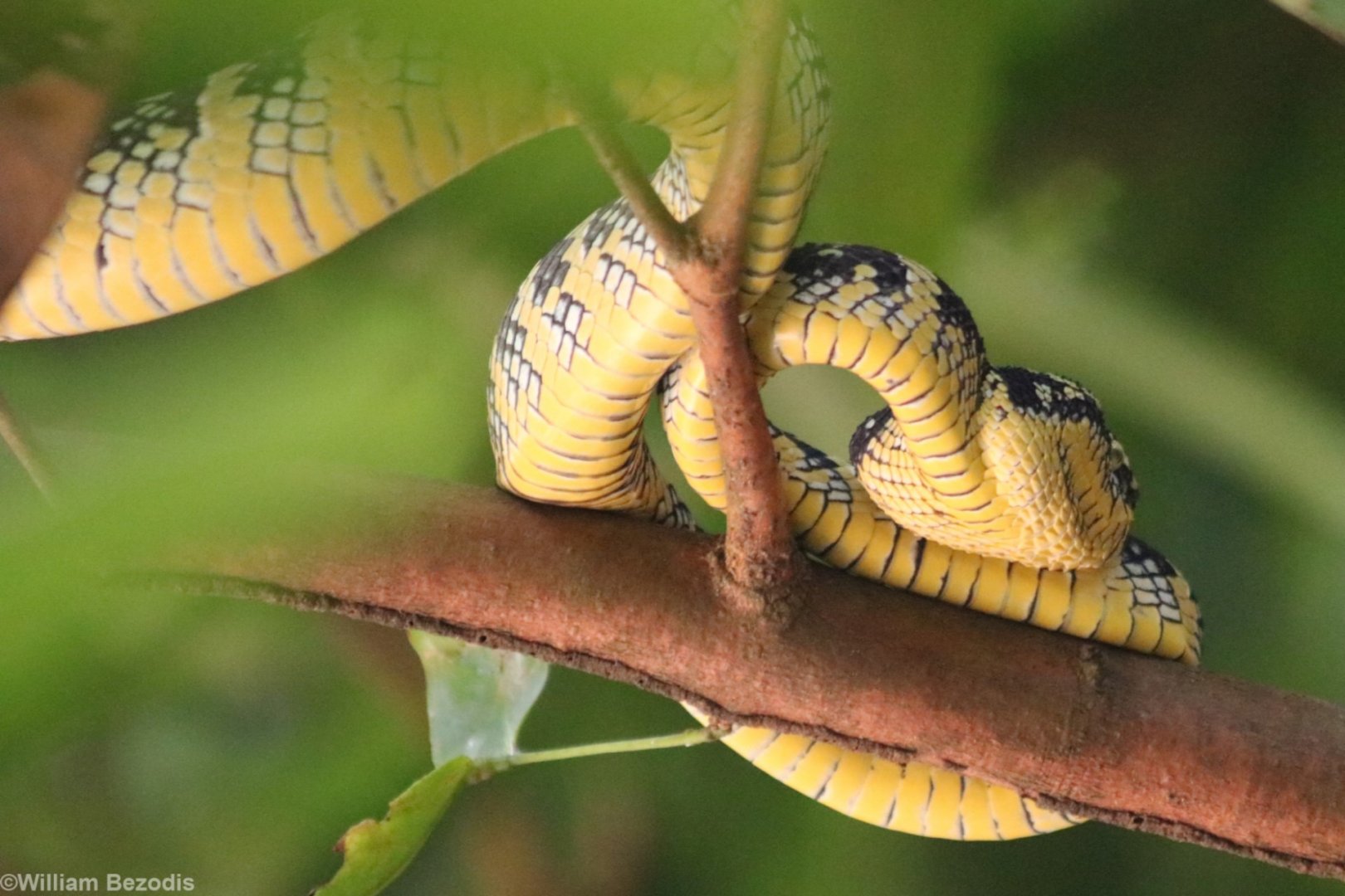 Wagler's Pit Viper - Bukit Timah