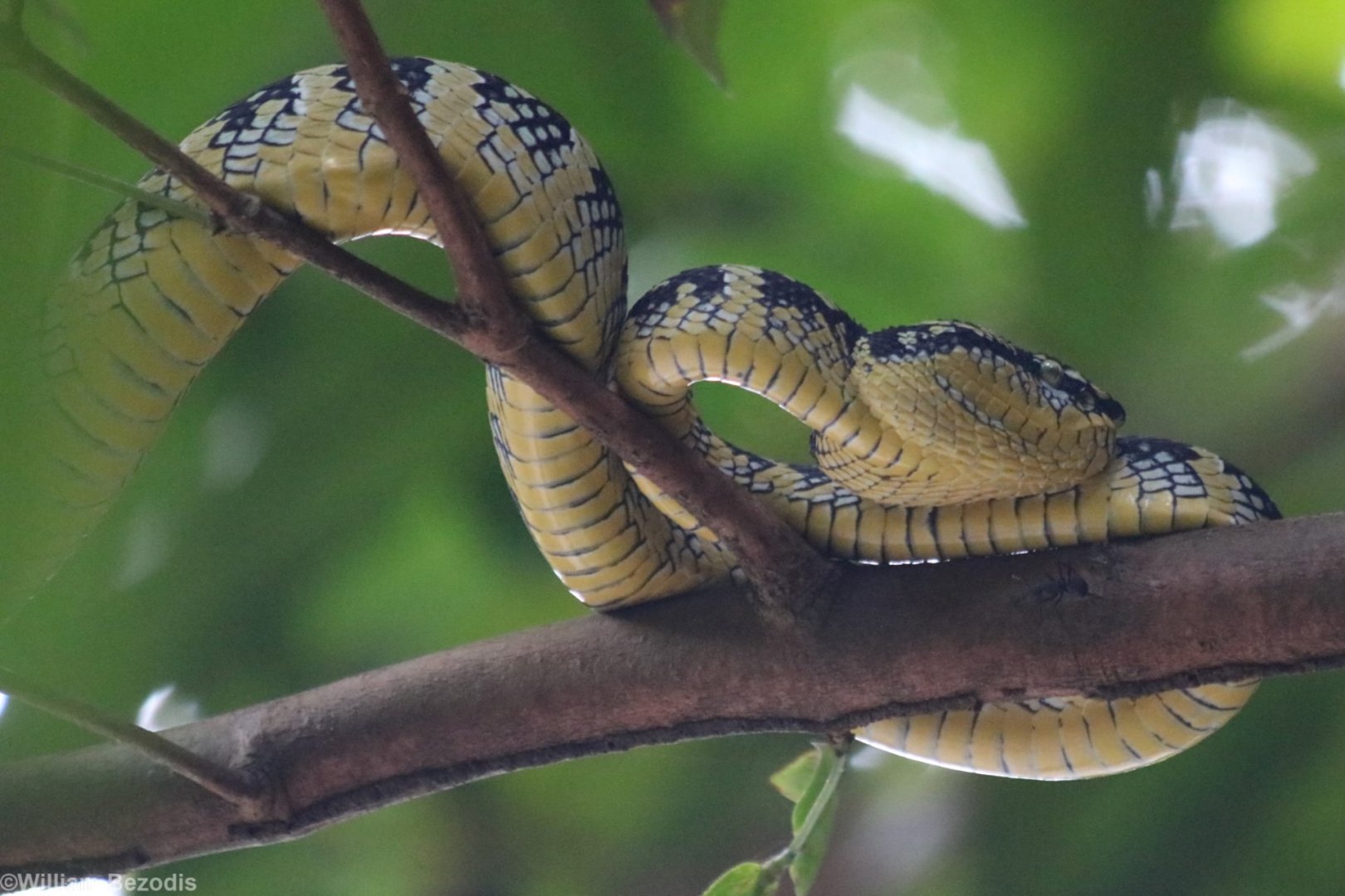 Wagler's Pit Viper - Bukit Timah