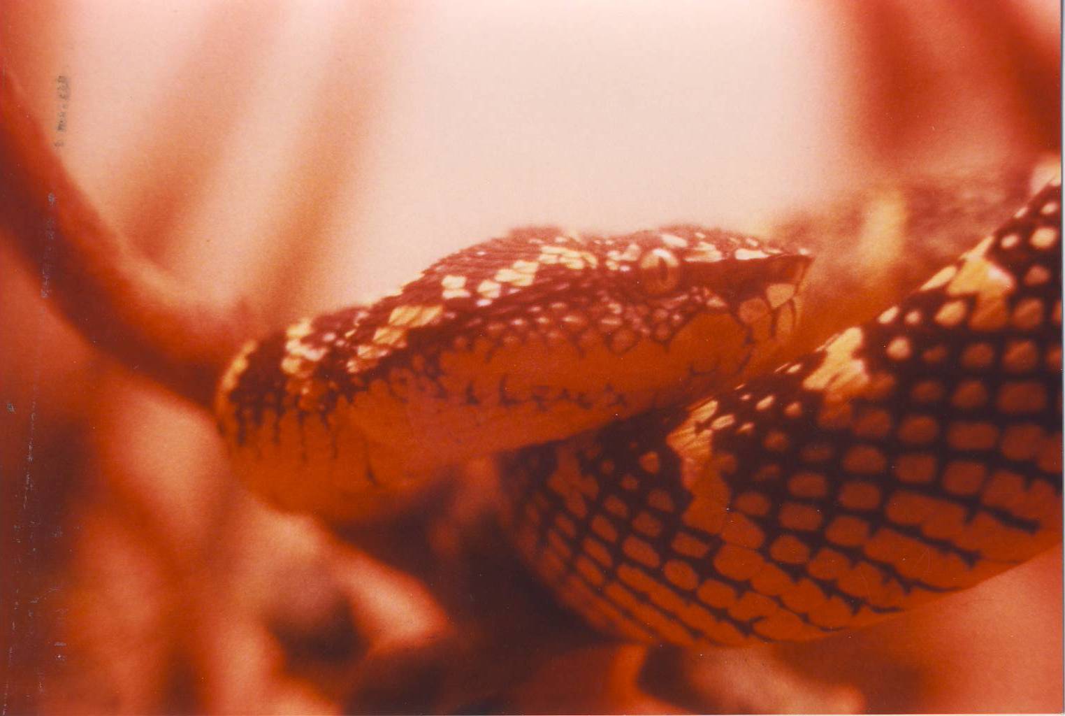 Wagler's Pit Viper Chester Zoo 22 July 1982