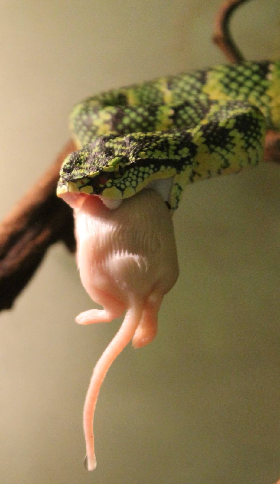 Wagler's pit viper eating