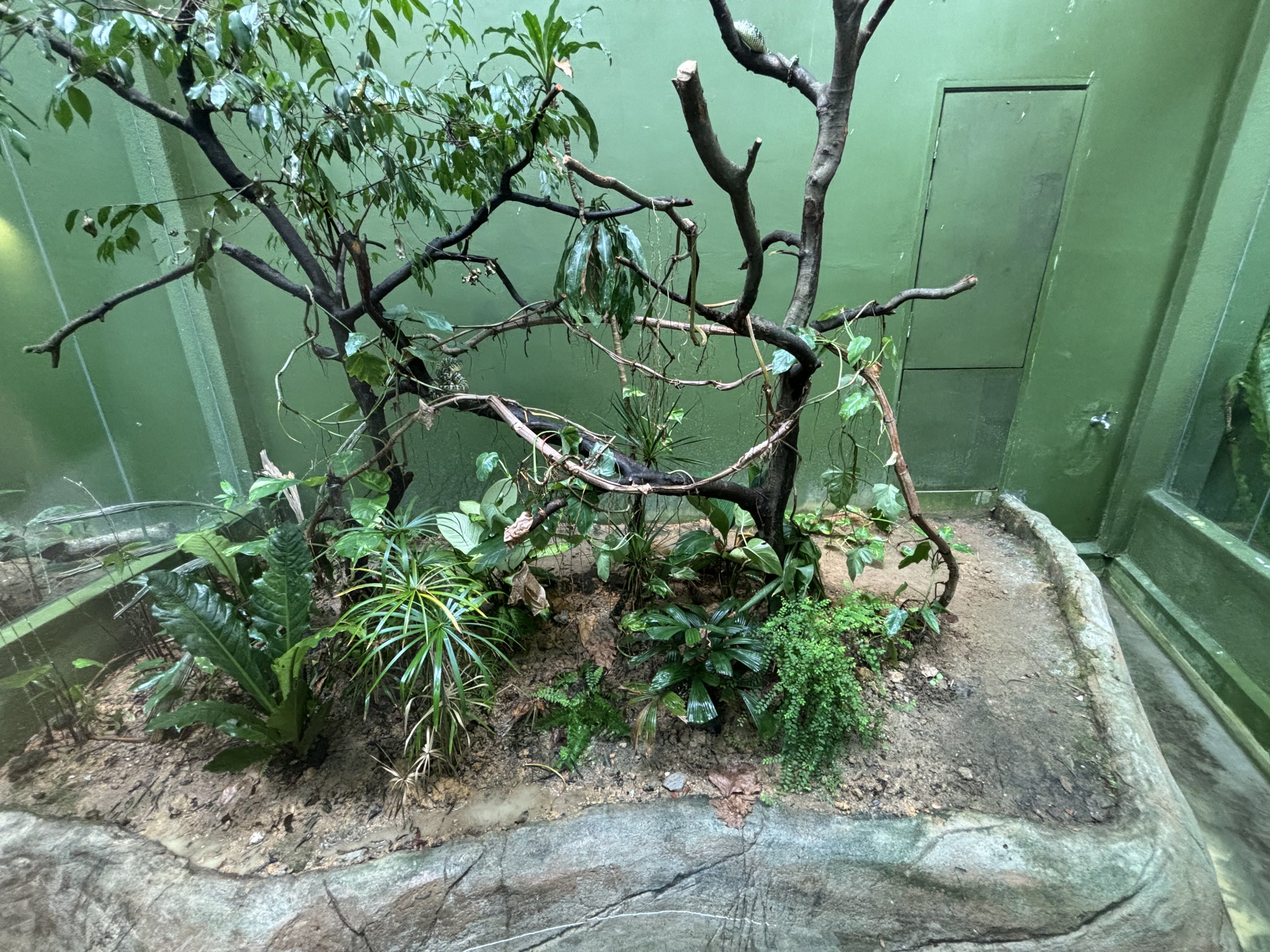 Wagler’s Pit Viper Exhibit