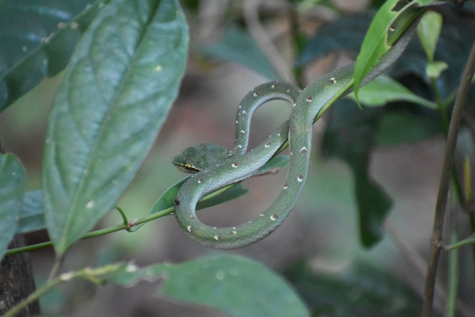 Wagler's Pit Viper ~ Lower Pierce Reservoir Park