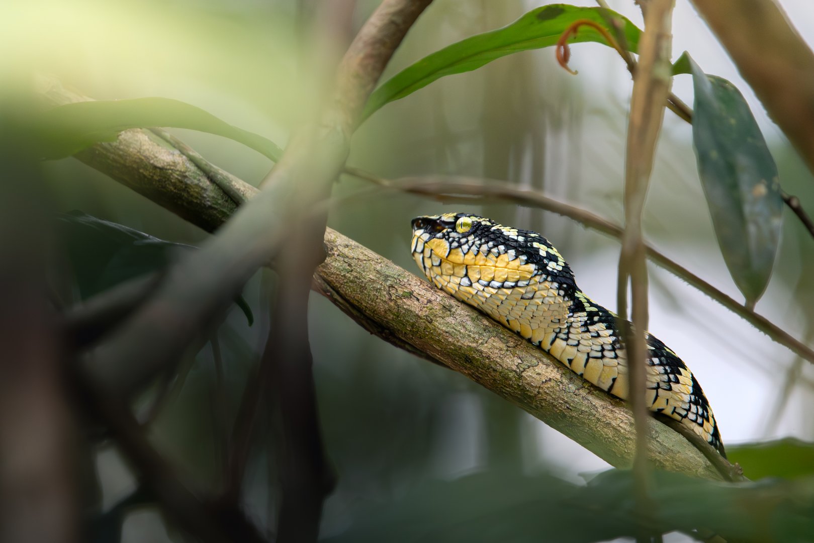 Wagler's Pit Viper ~ Old Upper Thomson Road