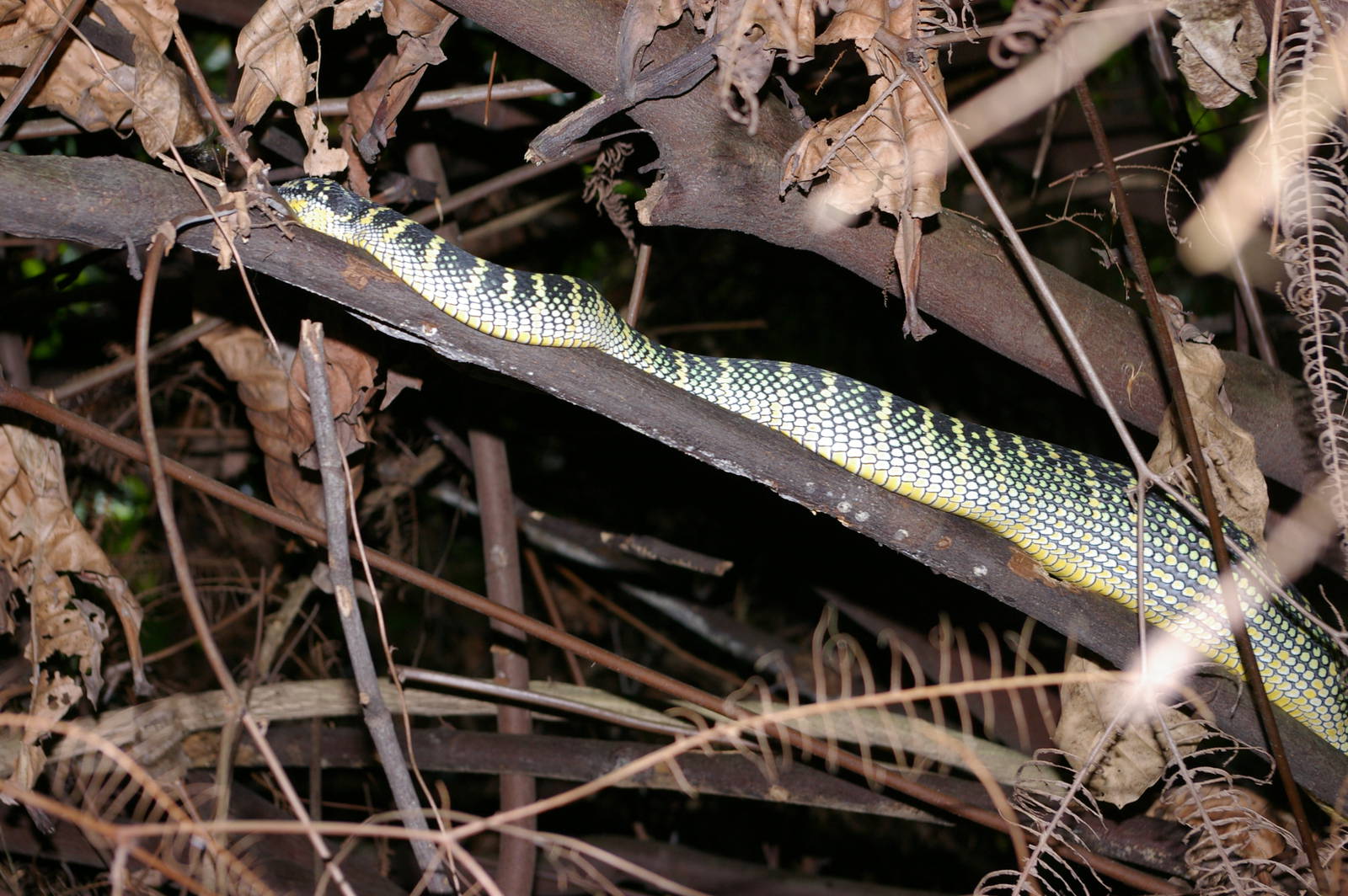 Waglers pit viper (Tropidolaemus wagleri)