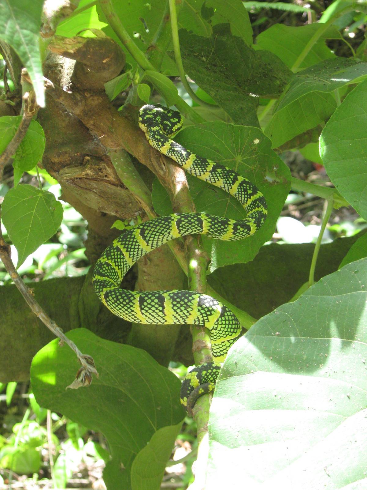 Waglers pit viper (Tropidolaemus wagleri)