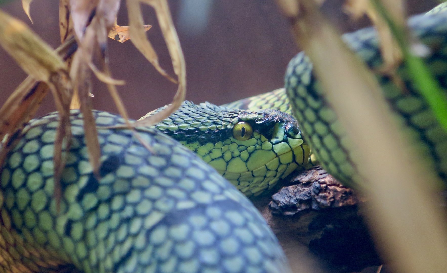 Wagler's Pit Viper (Tropidolaemus wagleri)
