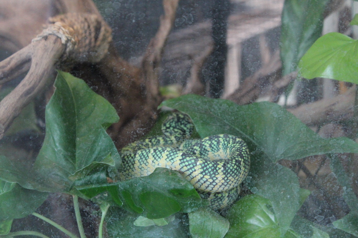Wagler's pit viper (Tropidolaemus wagleri)