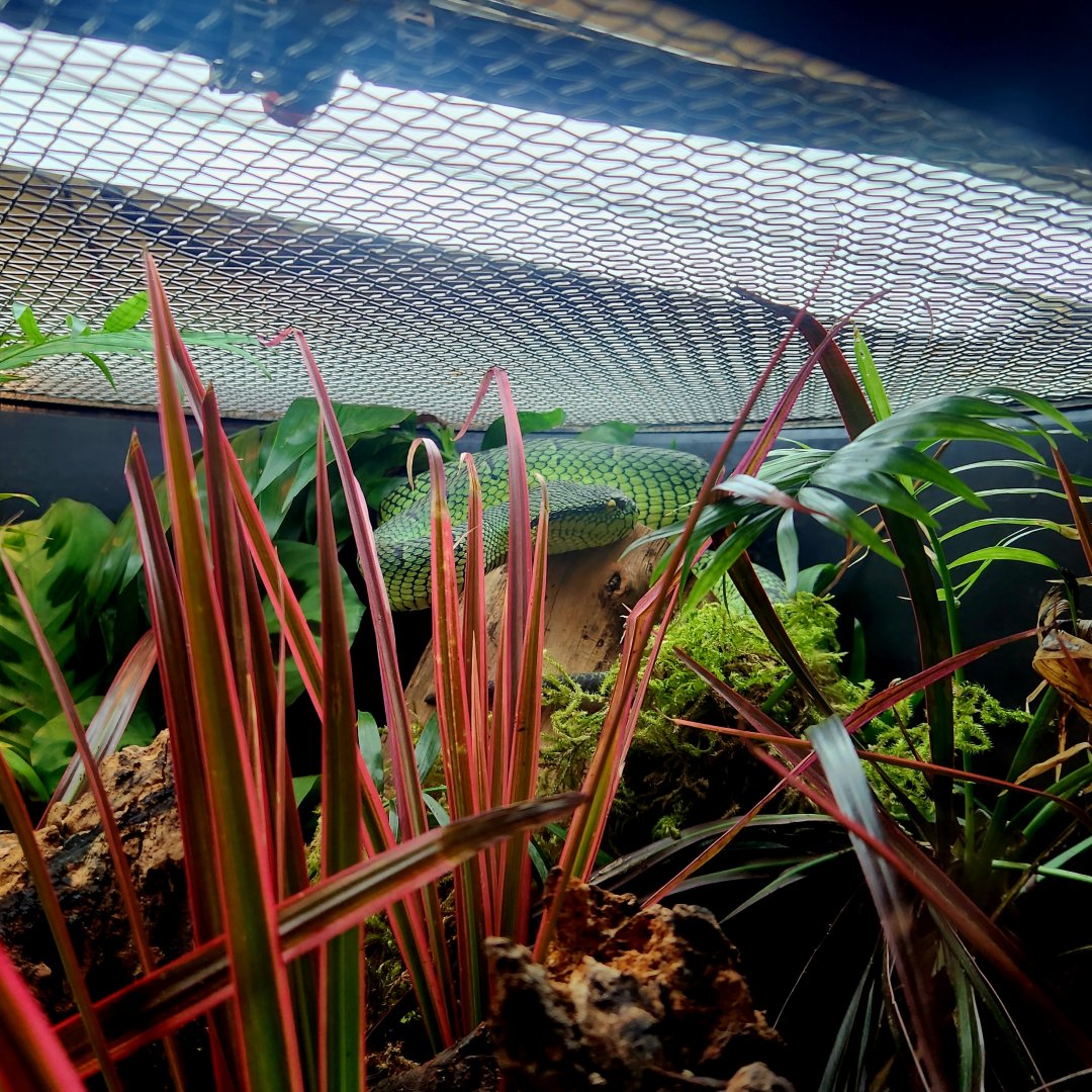 Wagler's Pit Viper (Tropidolaemus wagleri)