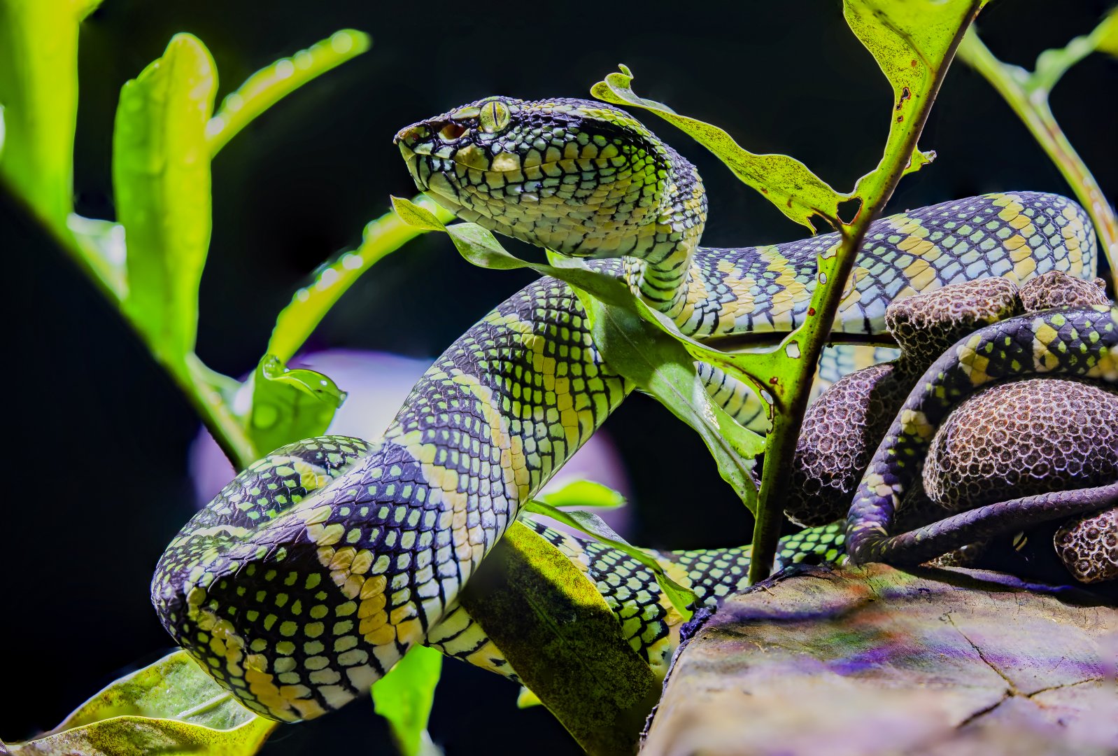 Wagler's pit viper (Tropidolaemus wagleri)