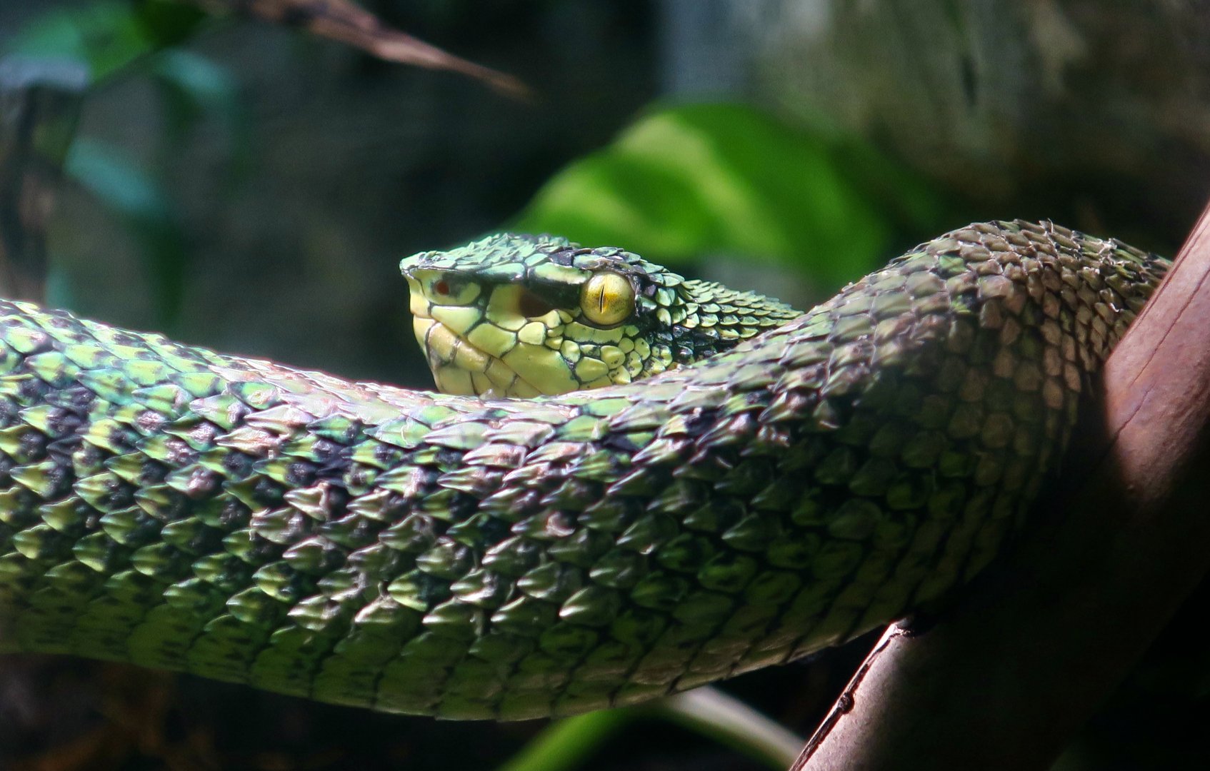 Wagler's Pit Viper (Tropidolaemus wagleri)