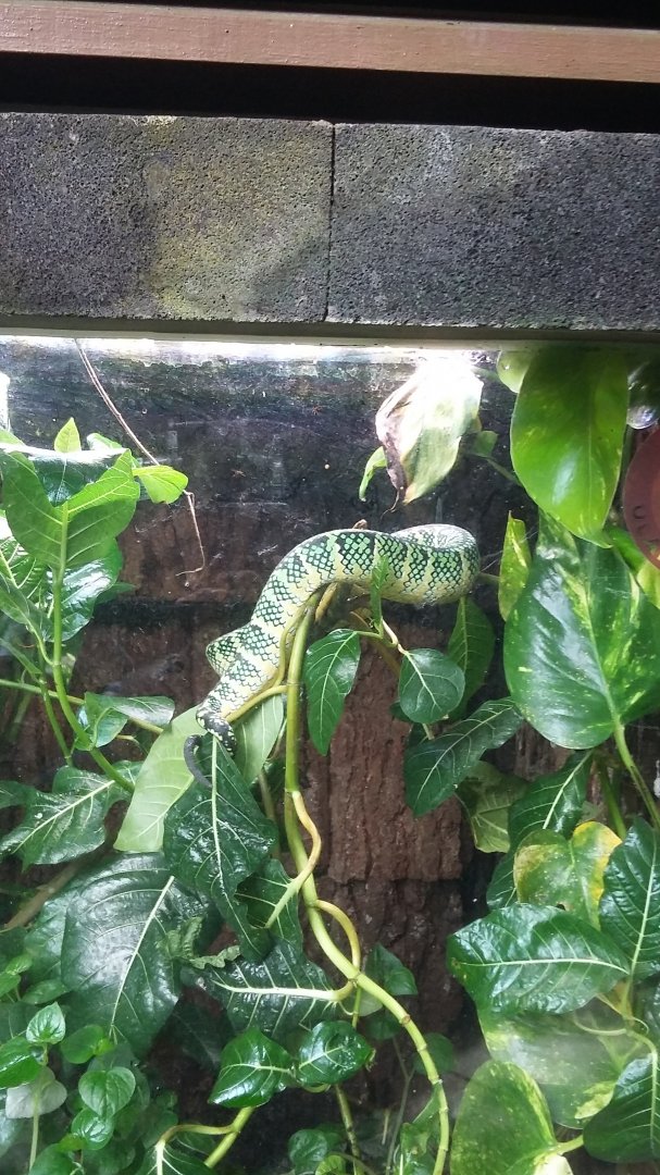 Wagler's pit viper (Tropidolaemus wagleri)