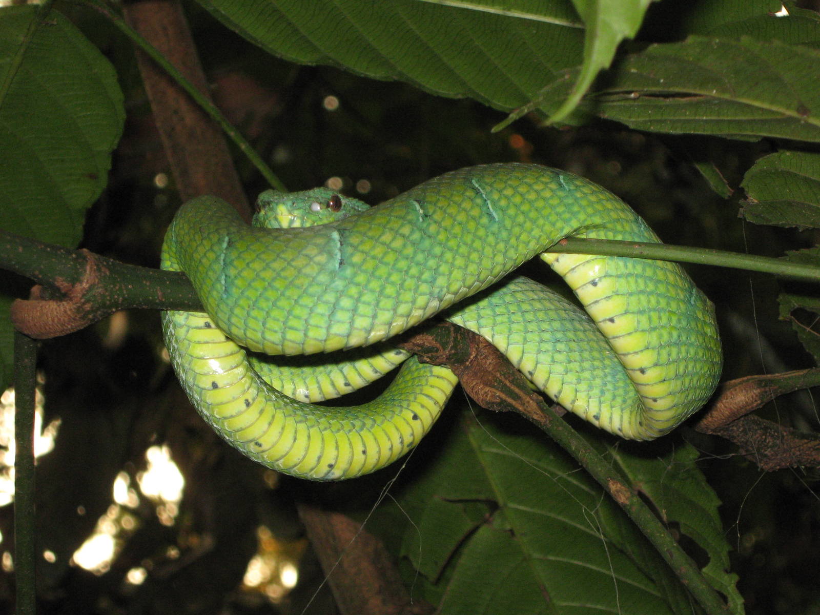 Waglers pit-viper (Tropidolaemus wagleri)