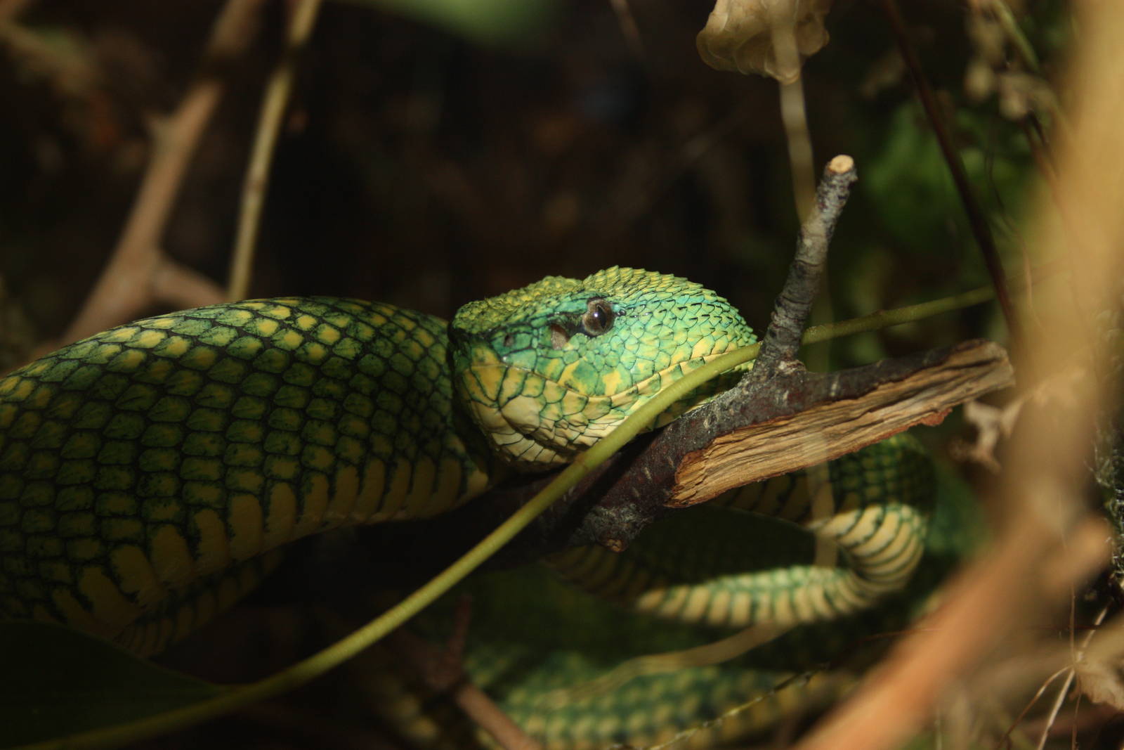 Waglers pit viper