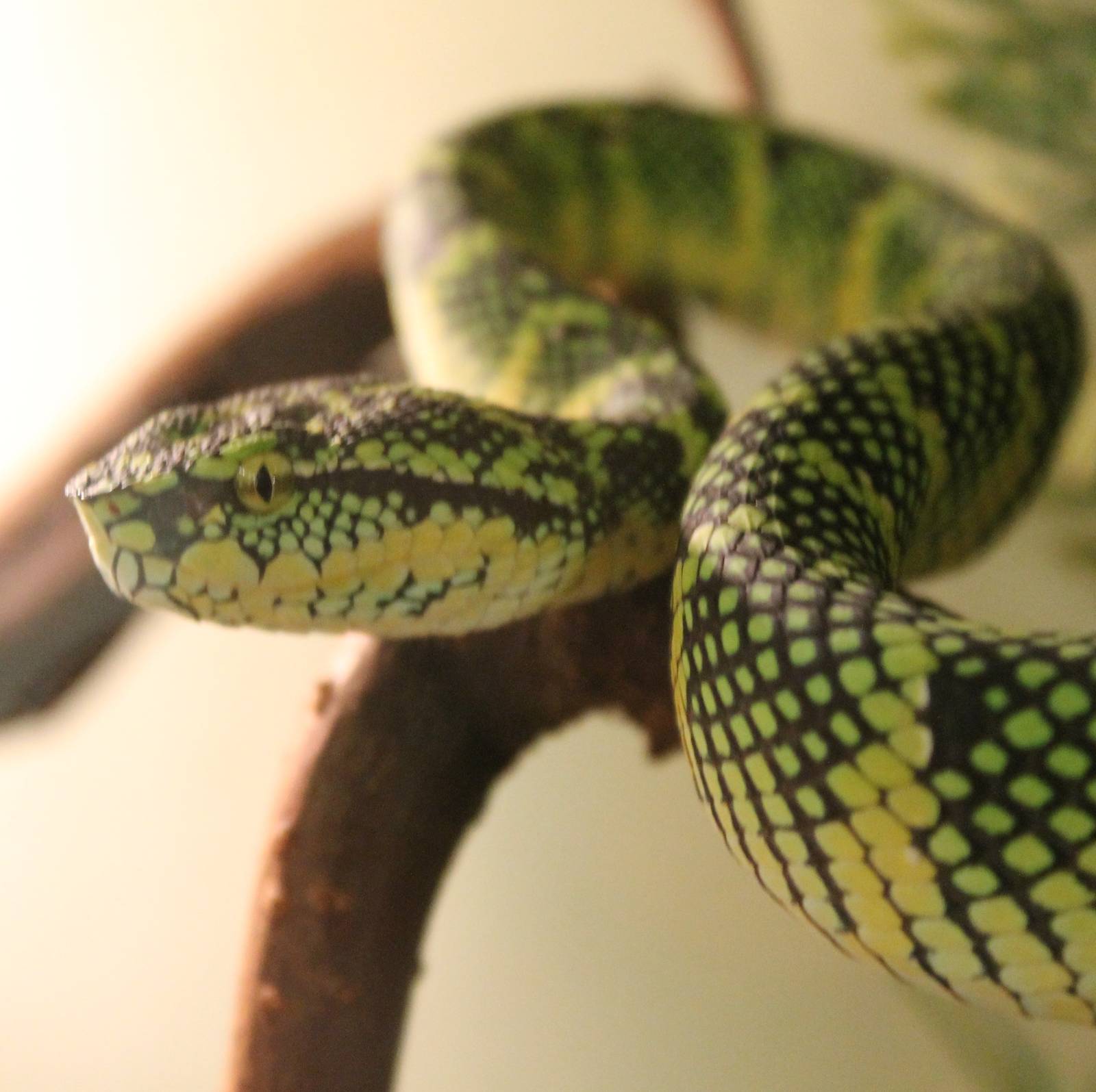 Wagler's pit viper