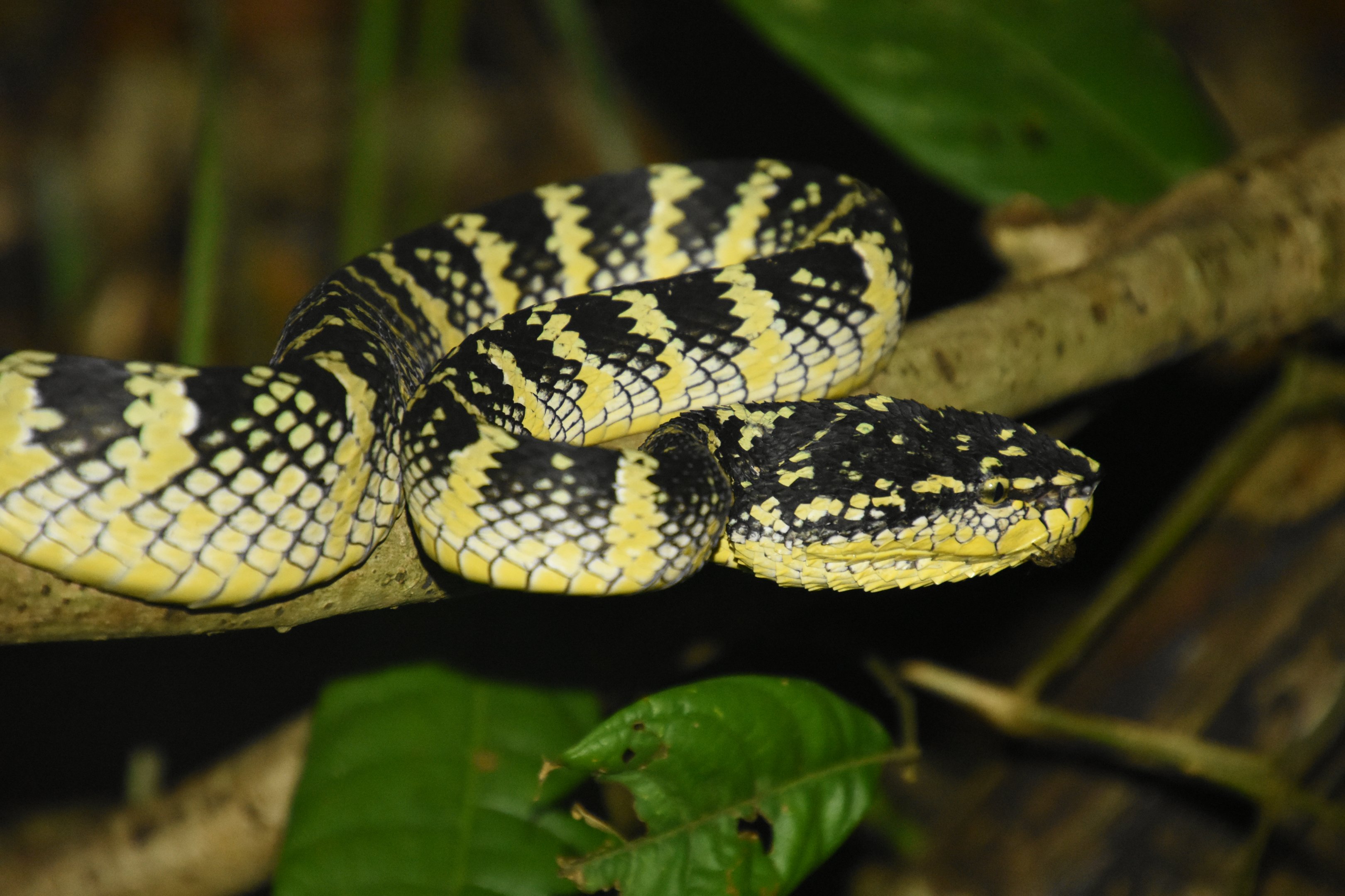 Wagler's pit viper