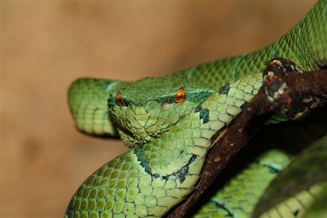 Wagler's Pit Viper