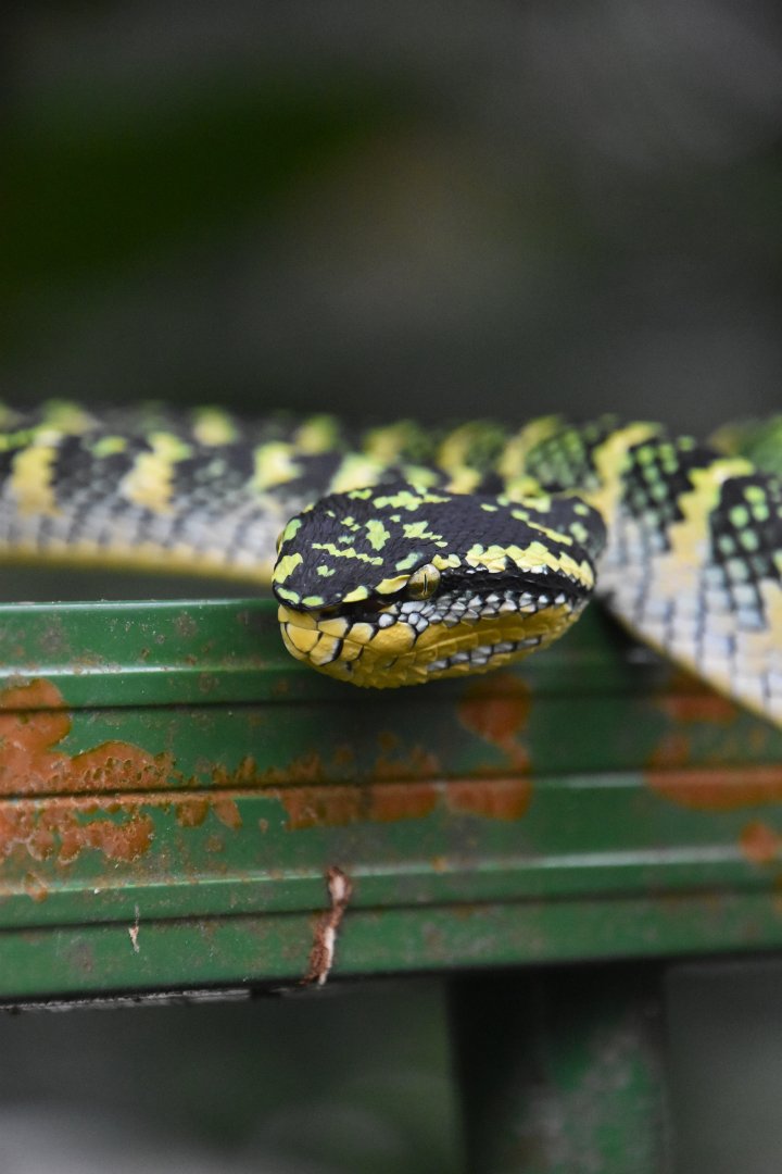 Wagler's pitviper, Tropidolaemus wagleri