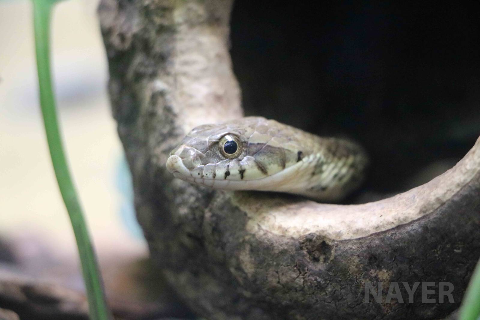 Wagler's snake - Instituto Butantan, 2016