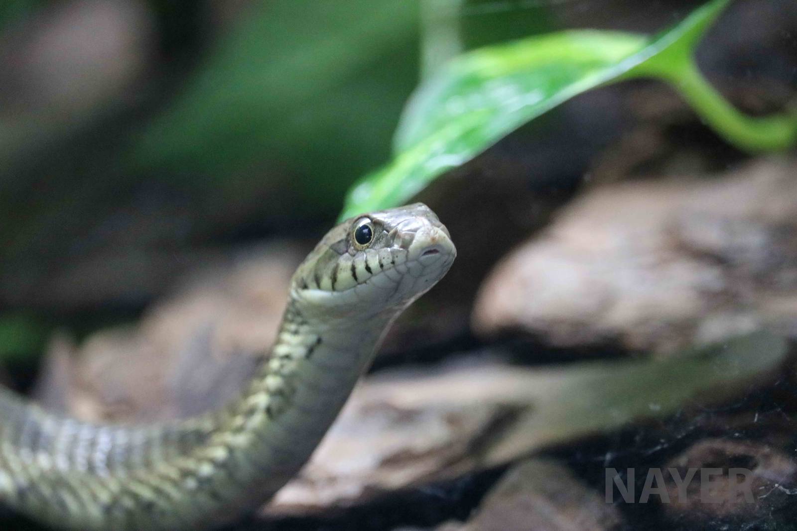 Wagler's snake - Instituto Butantan, April 2016
